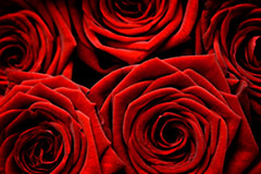 Where to order roses online